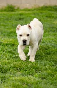 white straw color cane corso puppy