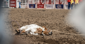 A roped calf lies on the ground alone in the Calgary Stampede rodeo arena.