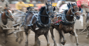 A team of chuckwagon horses runs in a race at the Calgary Stampede.