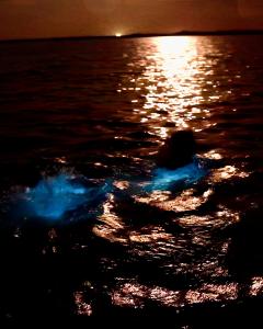 BK Adventure Guest Swimming in bioluminescence at Kelly Park East