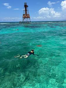 Snorekling with Green Sea turtles at Carysfort reef near the Historic Carysfort light house.