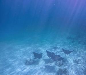 Fever of spotted  eagle rays at Carysfort Reef  At Carysfort lighthouse