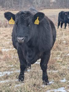95L, a Blackcap Kay daughter and dam of 3N, combines maternal calmness with structural soundness—core traits in the Deluisio Angus Calm Index program.