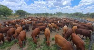 Herd of cattle standing on bush-encroached land.