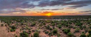 Wide view of southern African savanna at sunset.