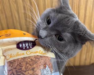 Grey cat biting a bag of Farm to Pet Chicken Crumbles cat treats.