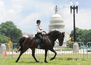 Virginia Resident Jeannie McGuire Exhibiting a Sound and Natural Walking Horse in 2014 at Walk on Washington