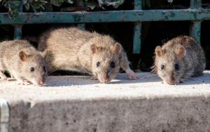 A family of rats that have been removed from a home.
