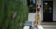 How Family Protection Dogs Are Changing Home Security Across the U.S.