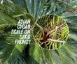 Control Asian Cycad Scale with a Superior Organic Horticultural Oil