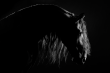 Equine Photographer Maria Marriott Debuts 'Illuminato,' a New Addition to Her Award-Winning Grace Within Shadows Series