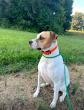 Off Leash K9 Training spotlights board-and-train programs for Winston-Salem area dog owners