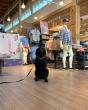 Off Leash K9 Training Lehigh Valley spotlights leash manners and recall