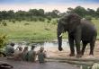 Three Reasons to Embark on a Family Safari Adventure in 2025
