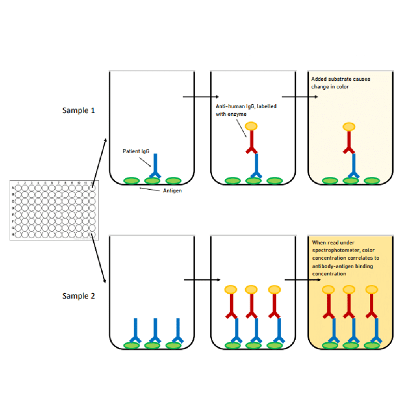 Enzyme Linked Immunosorbent Assay Elisa Market Is Estimated To Be Us 48 Billion By 2032 By Pmi 2881