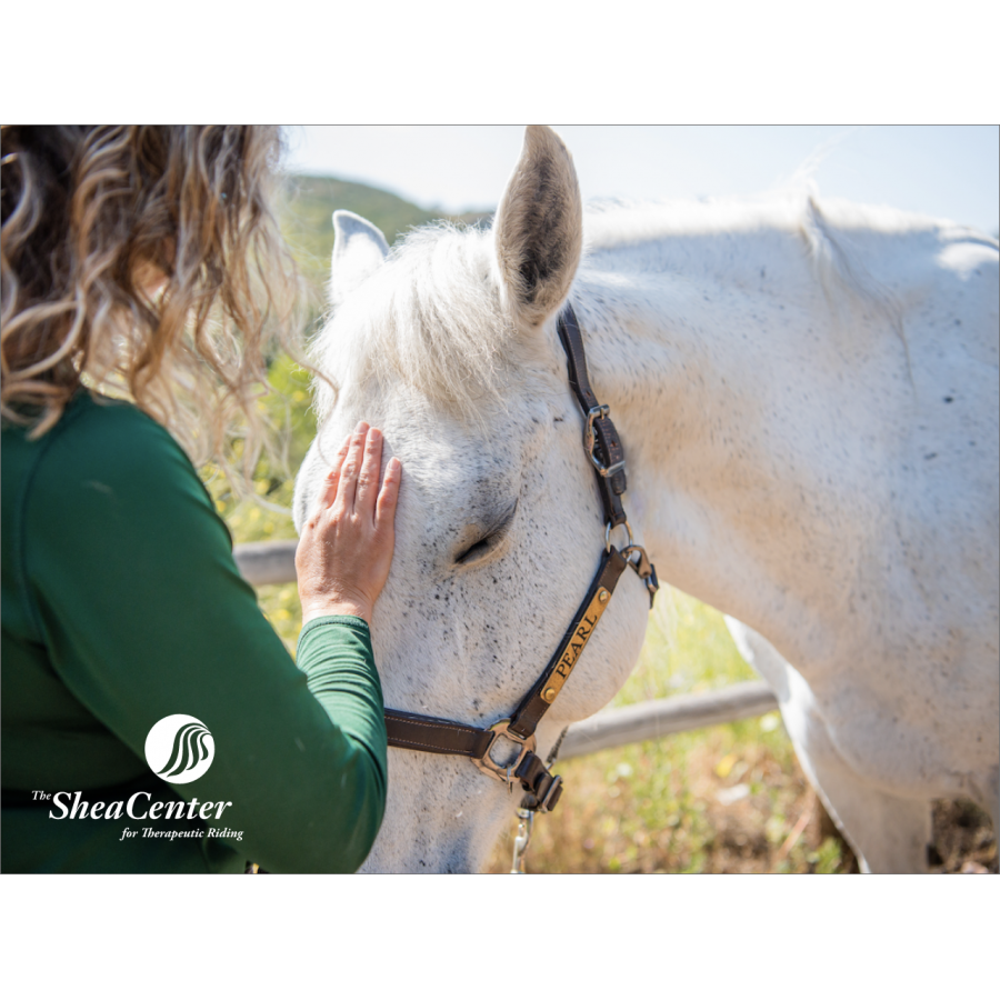 Horse Power Heals The Shea Center Launches Equine Assisted Mental