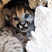 Army Colonel Tom Pool — Rancher and Hunter — Says Mountain Lions May ...