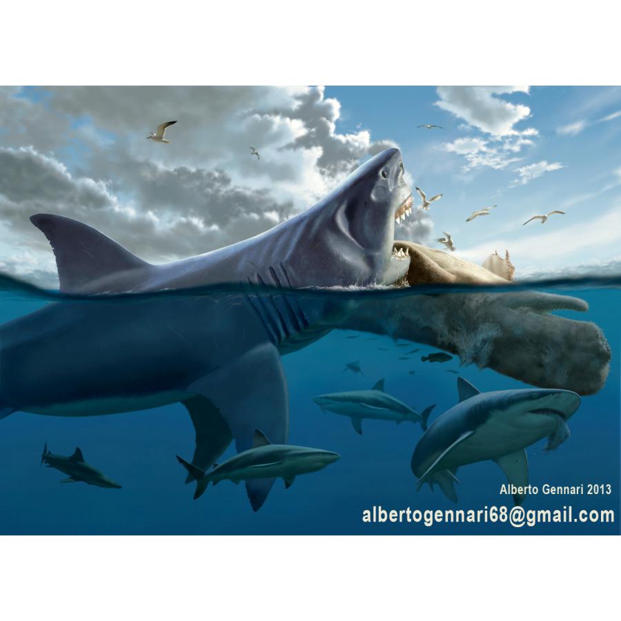 Was Megalodon So Big It Was Forced To Become A Scavenger?